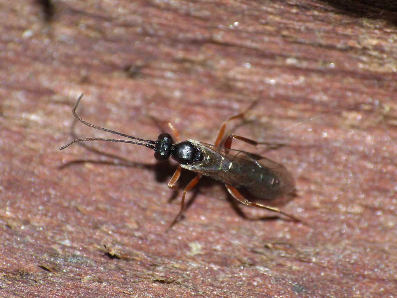 Piccolo Ichneumonidae (Cryptinae)